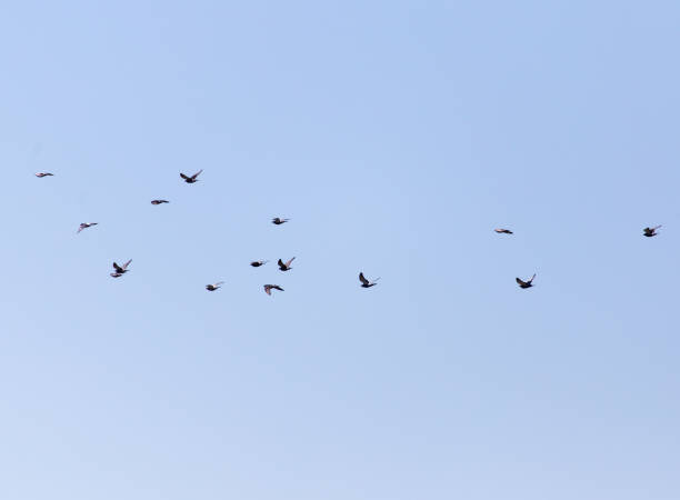 istock a flock of pigeons in the sky 843927530