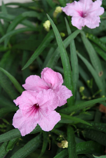 istock Pink Mexican petunia are blooming on the tree. 843927556