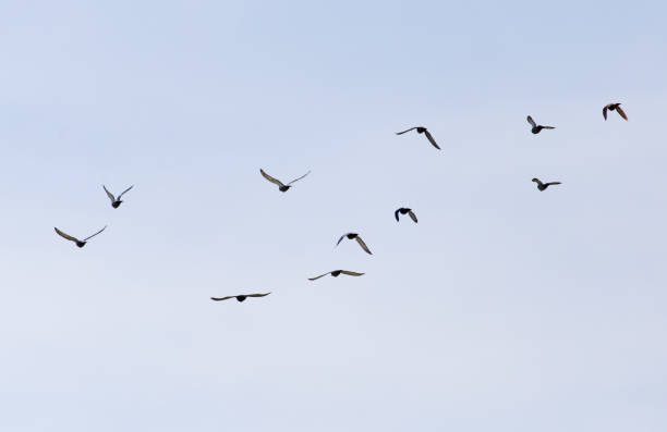 istock a flock of pigeons in the sky 843927558