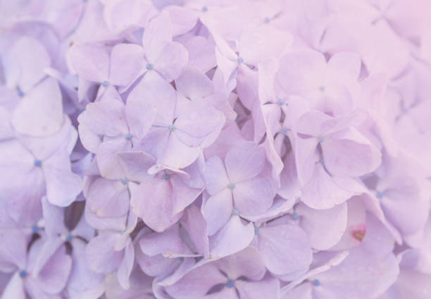 Natural background of purple Hydrangea flower with vintage filter light