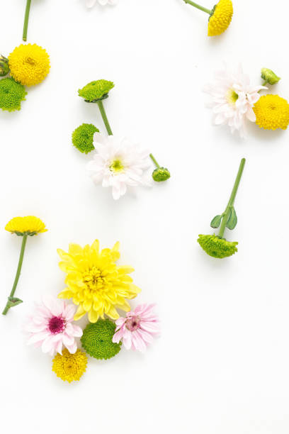istock Floral pattern made of different chrysanthemums on white background. Flat lay 843930700