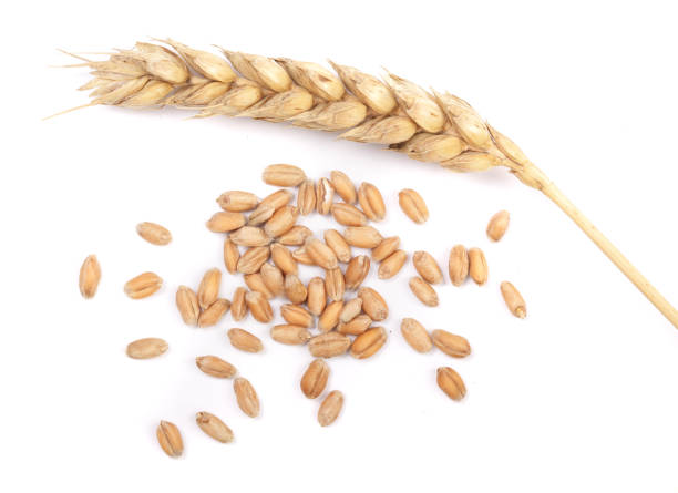 istock grain and ears of wheat isolated on white background. Top view 843930740