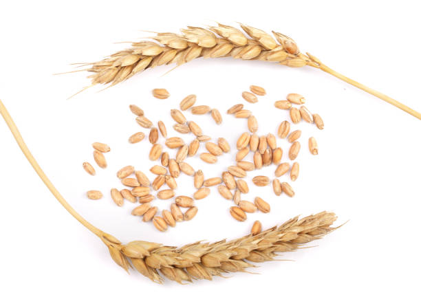istock grain and ears of wheat isolated on white background. Top view 843930824
