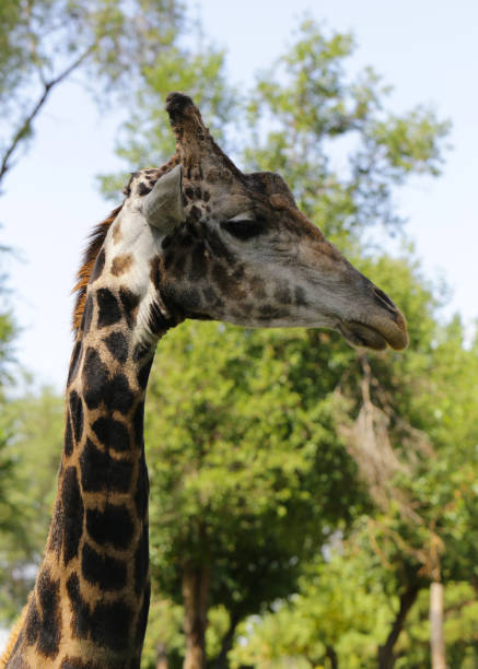 istock African animal - cute funny giraffe, portrait 843931046