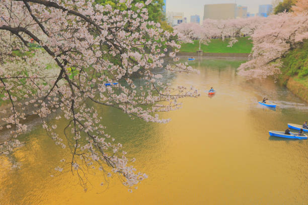 istock Tourists rowing a boat merrily on a  sakura 843931646