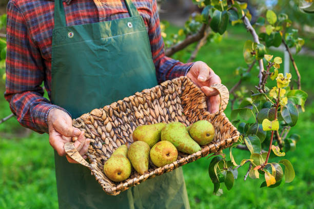 farmer holding a basket with pears - onesie imagens e fotografias de stock