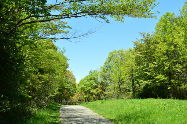 istock Heiwa Park,Forest walking path on a sunny day 843936246