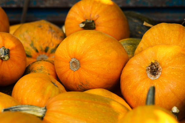 istock Vintage Yellow Pumpkins for Halloween 843938712