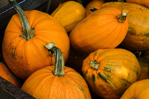 Vintage yellow squash of delicious table varieties for Halloween