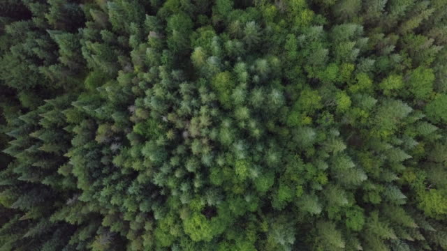 Aerial View of Boreal Nature Forest in Summer