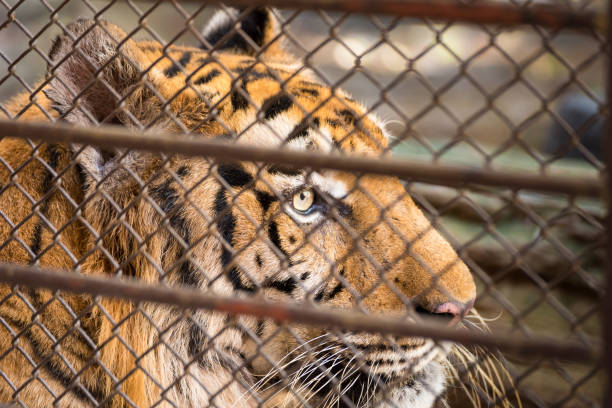 istock The tiger in the steel cage. 843941664