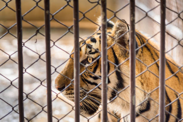 istock The tiger in the steel cage. 843941758