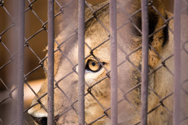 The liger in the steel cage.Thailand. The liger in the steel cage.Thailand liger stock pictures, royalty-free photos & images