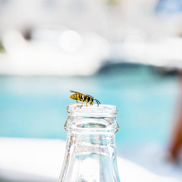 Wasp on empty bottle stock photo