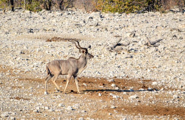 istock Kudu Antelope on a waterhole in Namibia 843945726
