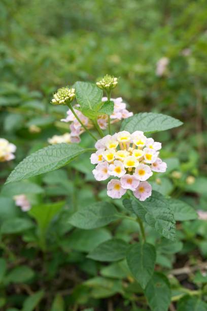 istock lantana camara flower 843946490