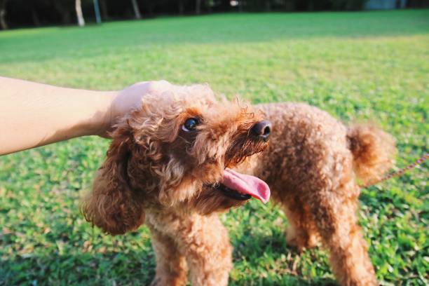 istock Cute toy poodle portraits 843946858
