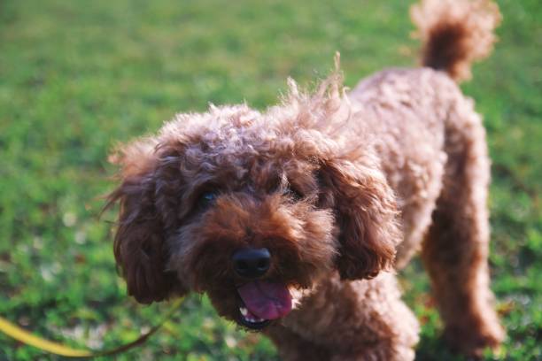 istock Cute toy poodle portraits 843946906