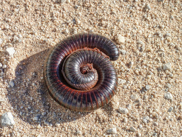 rolled up giant african millipede in Namibia huge rolled up millipede on sandy ground in Namibia, Africa myriapoda stock pictures, royalty-free photos & images
