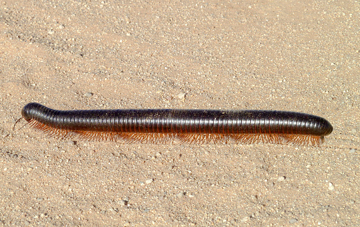 huge millipede on sandy ground in Namibia, Africa