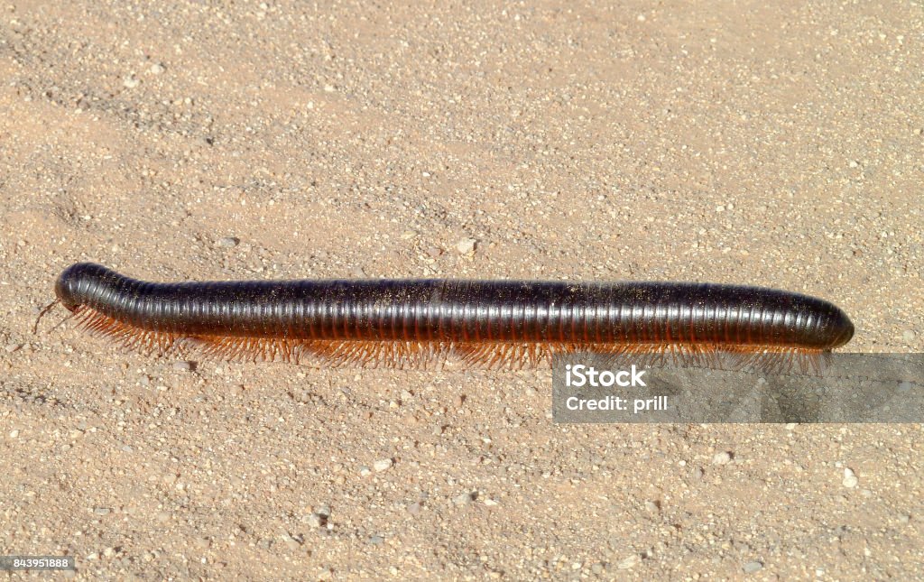 giant african millipede in Namibia huge millipede on sandy ground in Namibia, Africa Archispirostreptus Gigas Stock Photo