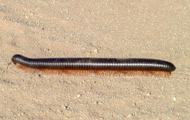 giant african millipede in Namibia huge millipede on sandy ground in Namibia, Africa giant african millipede stock pictures, royalty-free photos & images