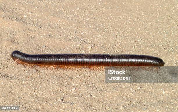 Giant African Millipede In Namibia Stock Photo - Download Image Now - Archispirostreptus Gigas, Giant African Millipede, Africa