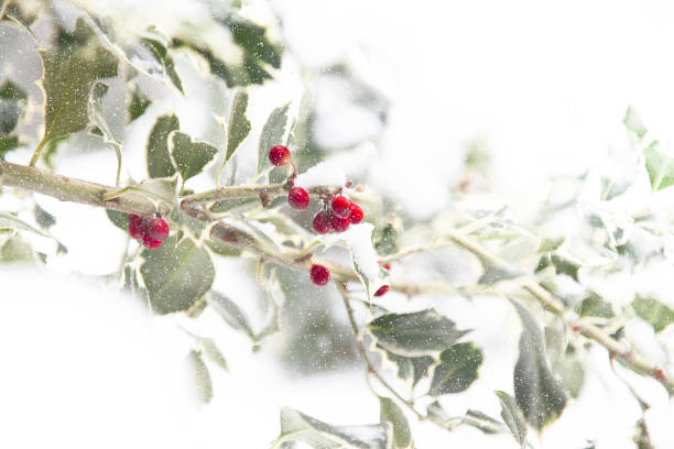 Christmas holly Christmas holly  Snow winter wonderland london stock pictures, royalty-free photos & images