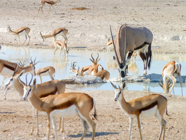 various antelopes on a waterhole in Namibia sunny scenery including a group of various antelopes on a waterhole in Namibia, Africa bushbuck stock pictures, royalty-free photos & images