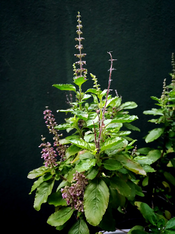 Thai Holy Basil plant with flowers