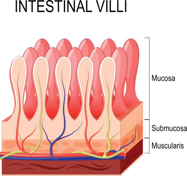 intestinale zotten - villus stock-grafiken, -clipart, -cartoons und -symbole