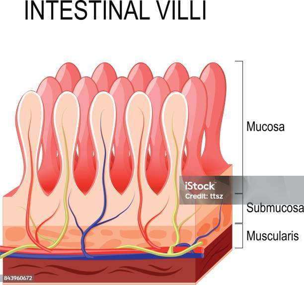 Intestinal Villi Stock Illustration - Download Image Now - Villus, Intestine, Small Intestine