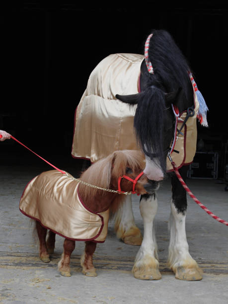 Shire horse and mini horse at the exhibition in Moscow Shire horse and mini horse at the exhibition in Moscow dog and pony show stock pictures, royalty-free photos & images
