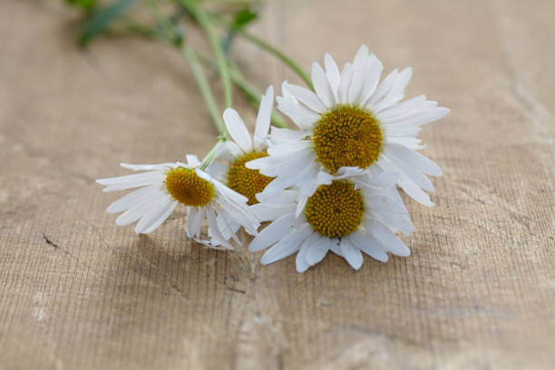 istock daisies lie on a wooden podium. Summer scene 843961592