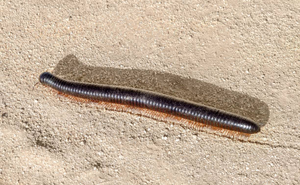 giant african millipede in Namibia huge millipede on sandy ground in Namibia, Africa giant african millipede stock pictures, royalty-free photos & images