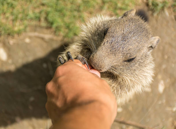 istock woodchuck eating from the hand 843961970