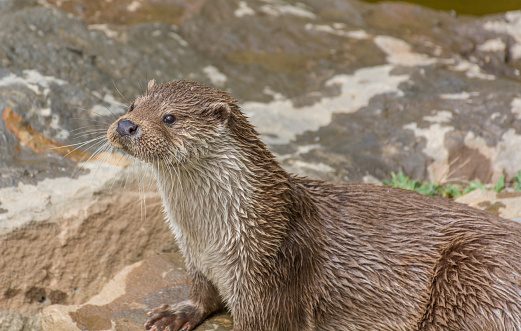 Photograph of a pair of otters playing on the rocks