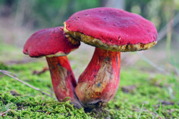 istock Xerocomellus dryophilus mushroom 843965764