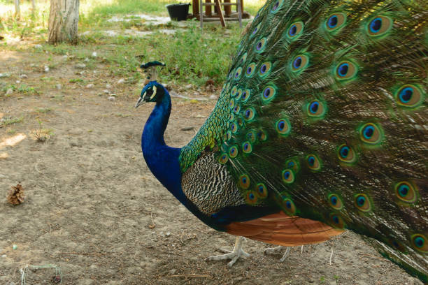 istock beautiful peacock portrait, male peacock displaying his tail feathers 843966056