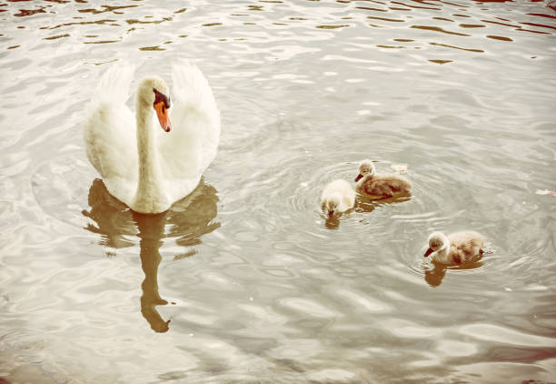 istock White mother swan swim with her youngs, yellow filter 843966674