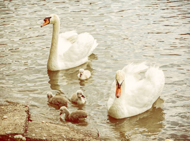 Swan parents with her youngs in the water. Seasonal natural scene. Cycle of nature. Yellow photo filter.
