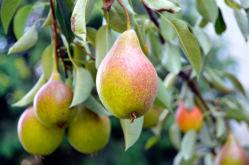 Ripe organic pears in the garden on a branch of pear tree.Juicy flavorful pears of nature background.Summer fruits garden.Autumn harvest season.Selective focus.