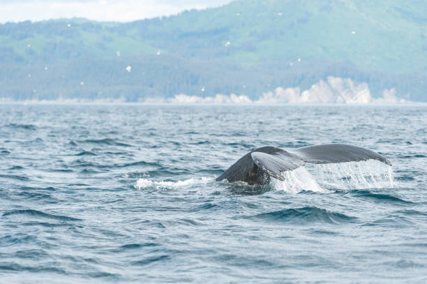 istock Whales in the Wild 843972836