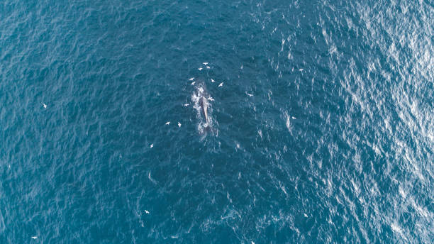 istock Whales in the Wild 843972868