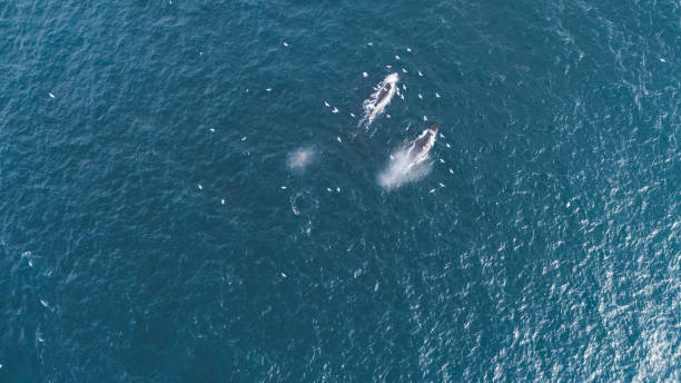 istock Whales in the Wild 843972882