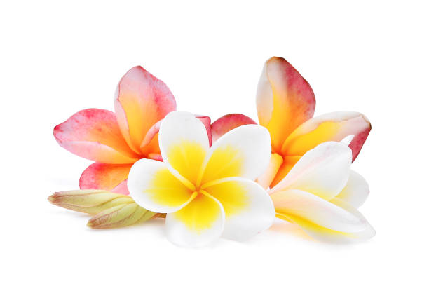 분홍색과 흰색 frangipani 또는 plumeria (열 대 꽃) 흰색 배경에 고립 - frangipani 뉴스 사진 이미지