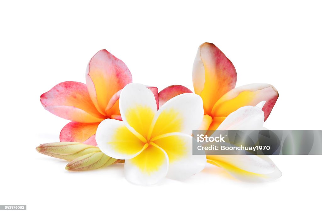 pink and white frangipani or plumeria (tropical flowers) isolated on white background Flower Stock Photo