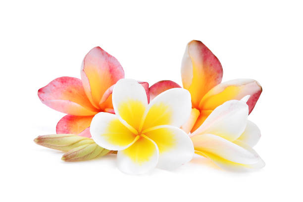 pink and white frangipani or plumeria (tropical flowers) isolated on white background pink and white frangipani or plumeria (tropical flowers) isolated on white background gentianales photos stock pictures, royalty-free photos & images