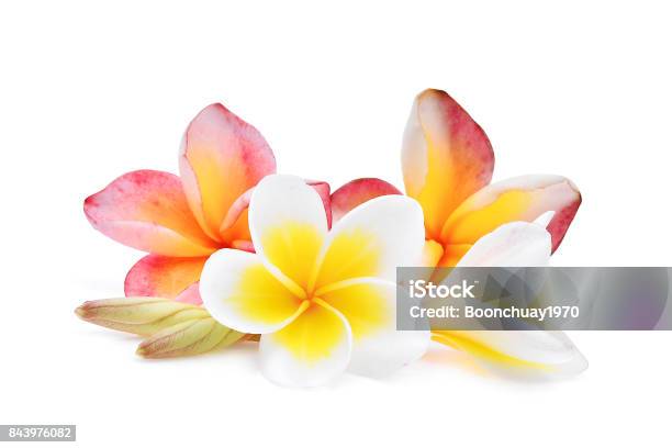 Pink And White Frangipani Or Plumeria Isolated On White Background Stock Photo - Download Image Now