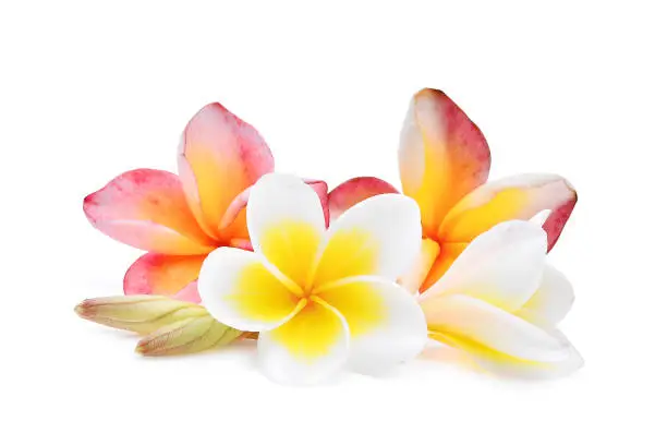 pink and white frangipani or plumeria (tropical flowers) isolated on white background